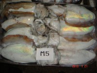 /album/photos-cuttlefish/cattlefish-m5-jpg/